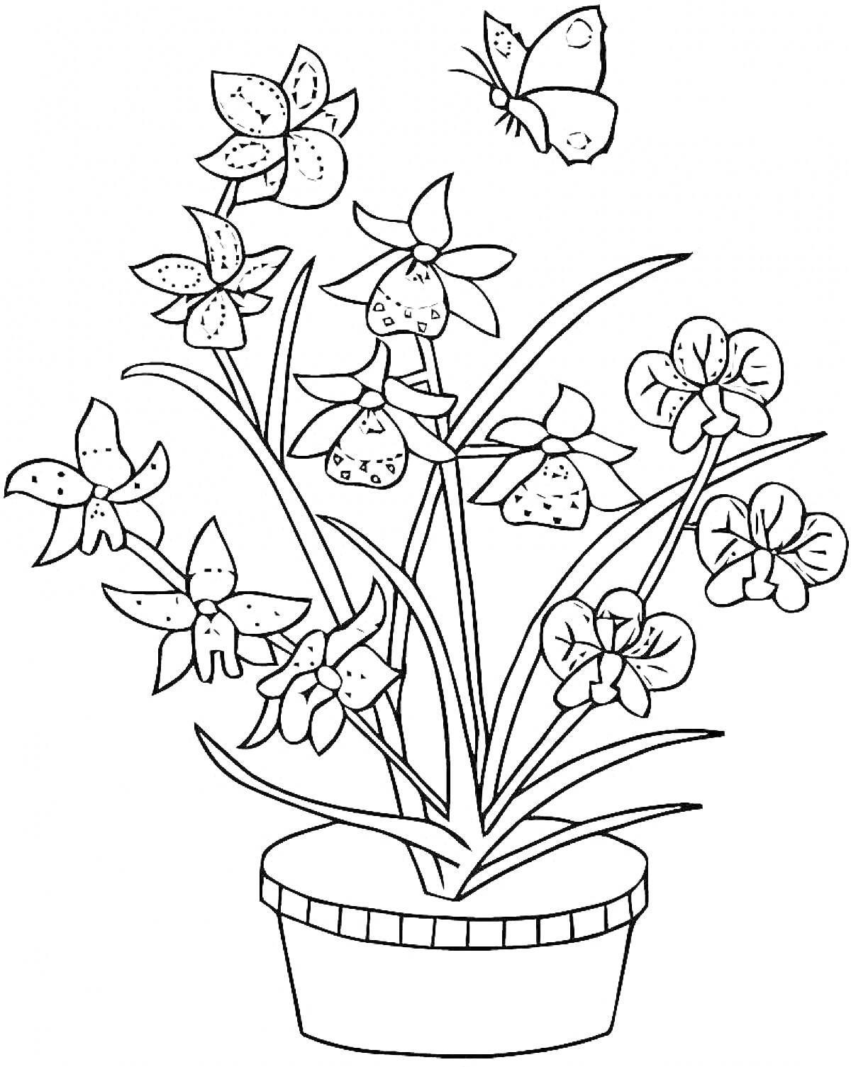 На раскраске изображено: Орхидея, Бабочка, Цветы, Листья, Растения, Горшки