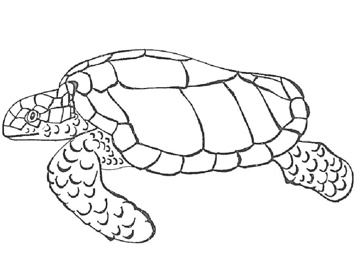 На раскраске изображено: Панцирь, Ласты, Морская черепаха