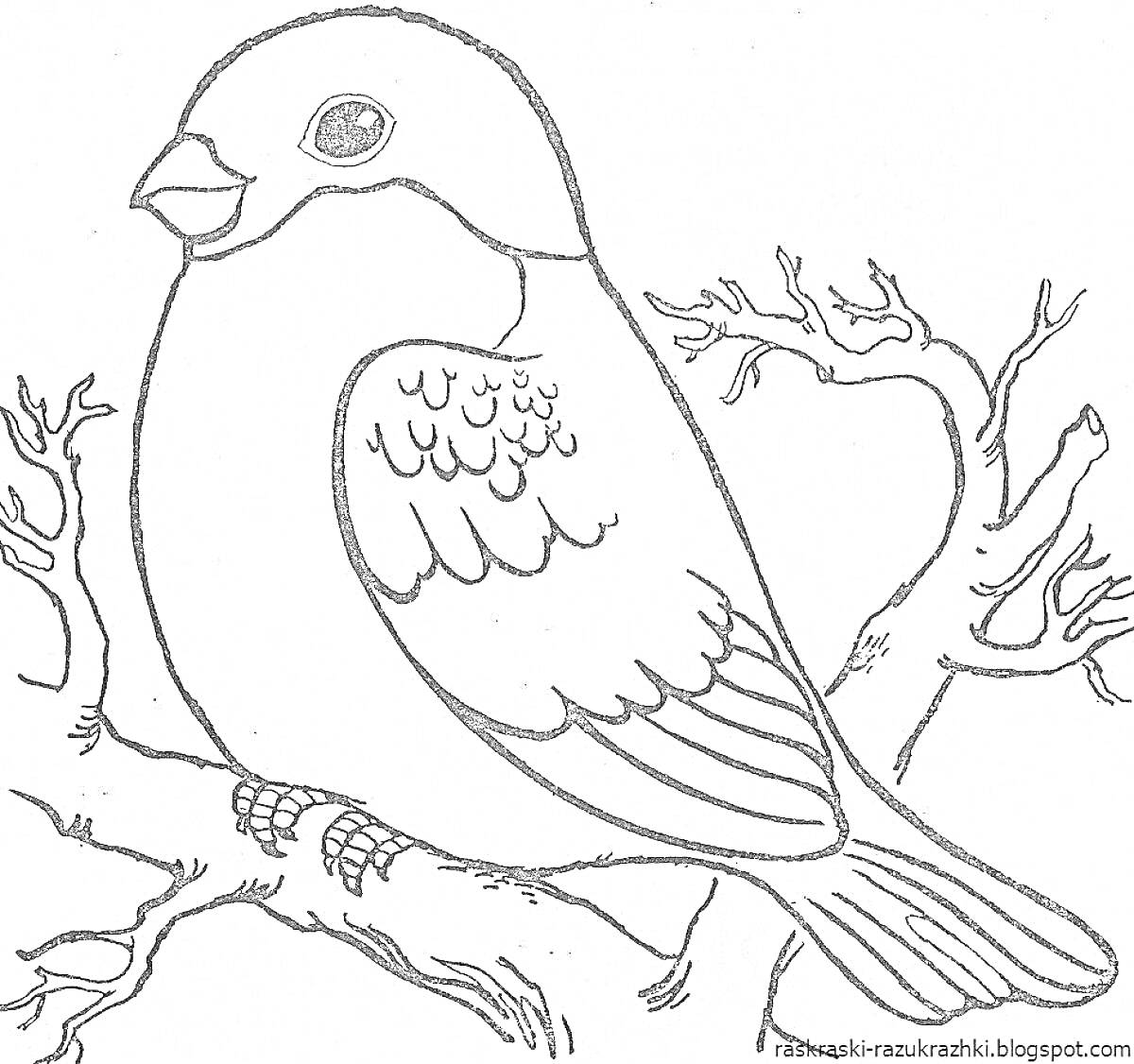 На раскраске изображено: Снегирь, Птица, Ветка, Природа, Для детей, Деревья