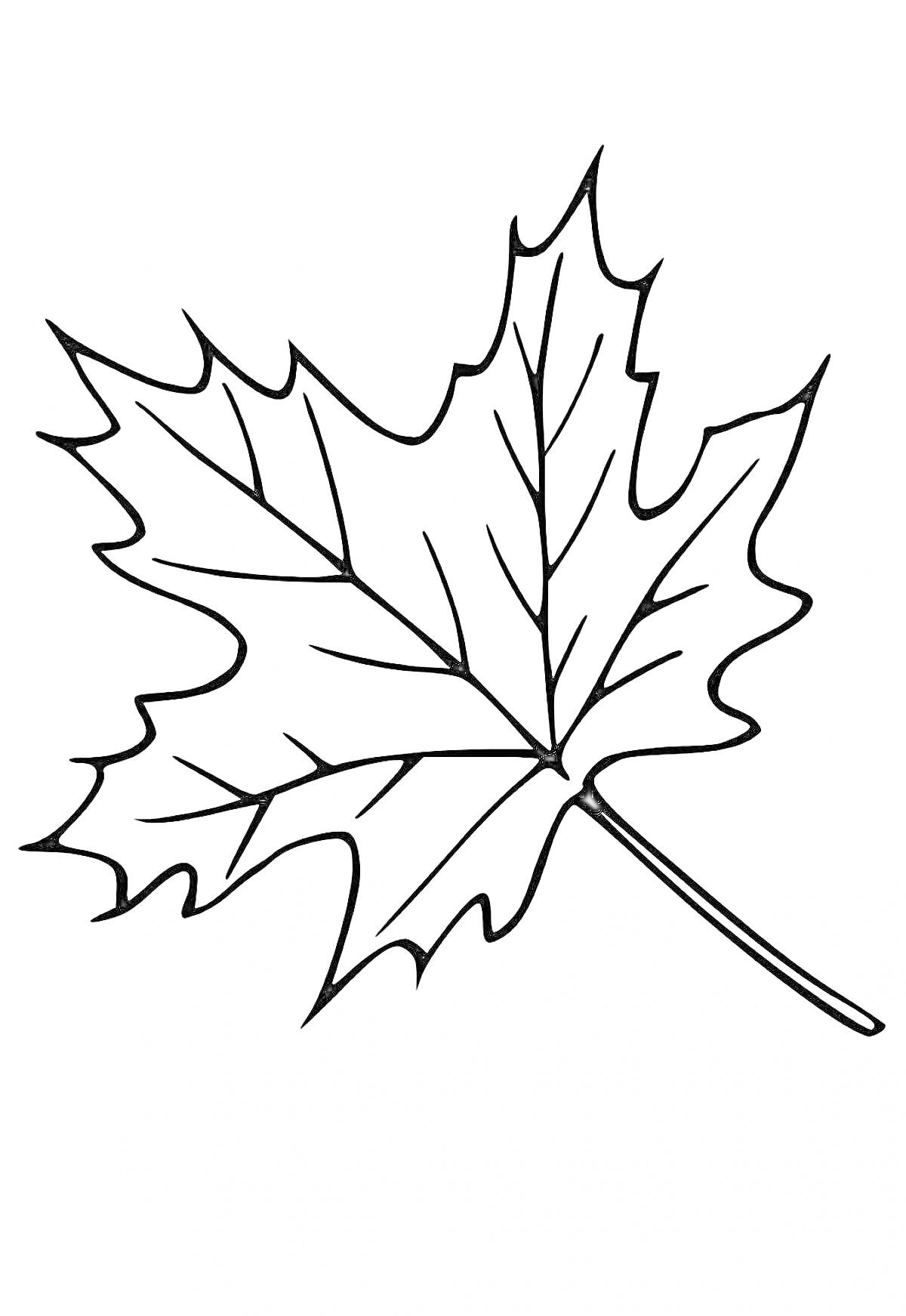 На раскраске изображено: Листья, Клен, Природа, Осень, Декоративный элемент, Контурные рисунки