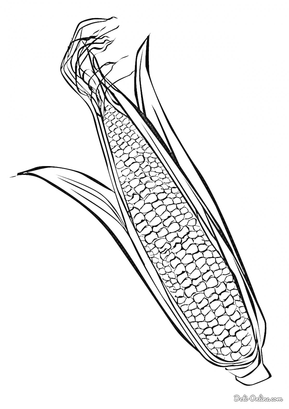 Раскраска Початок кукурузы с листьями