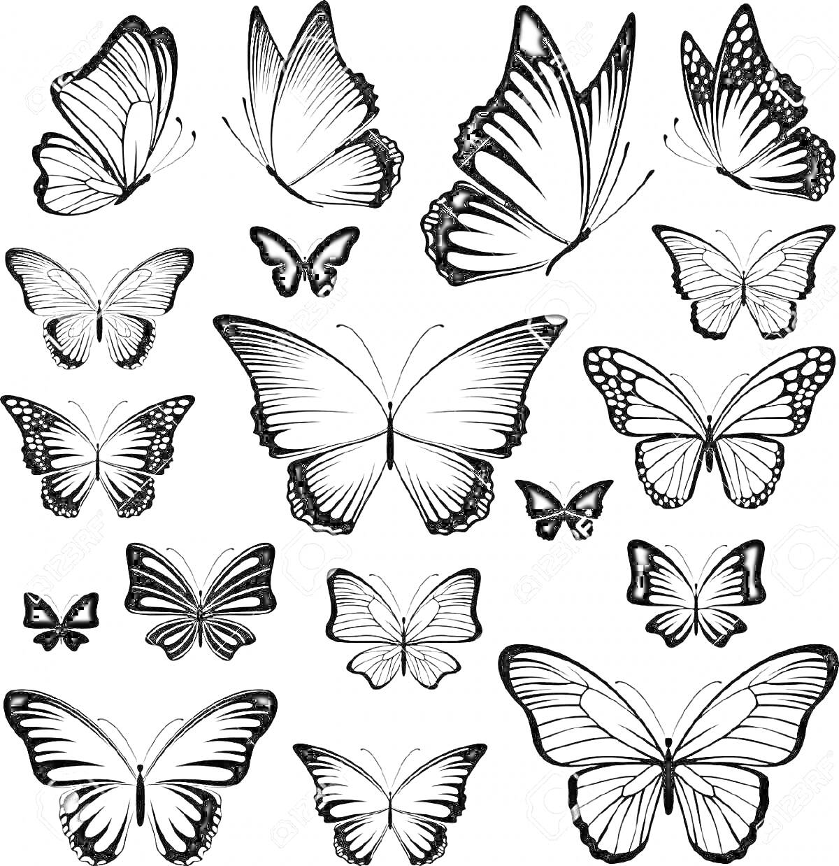 Раскраска Разнообразие черно-белых бабочек с различными узорами на крыльях