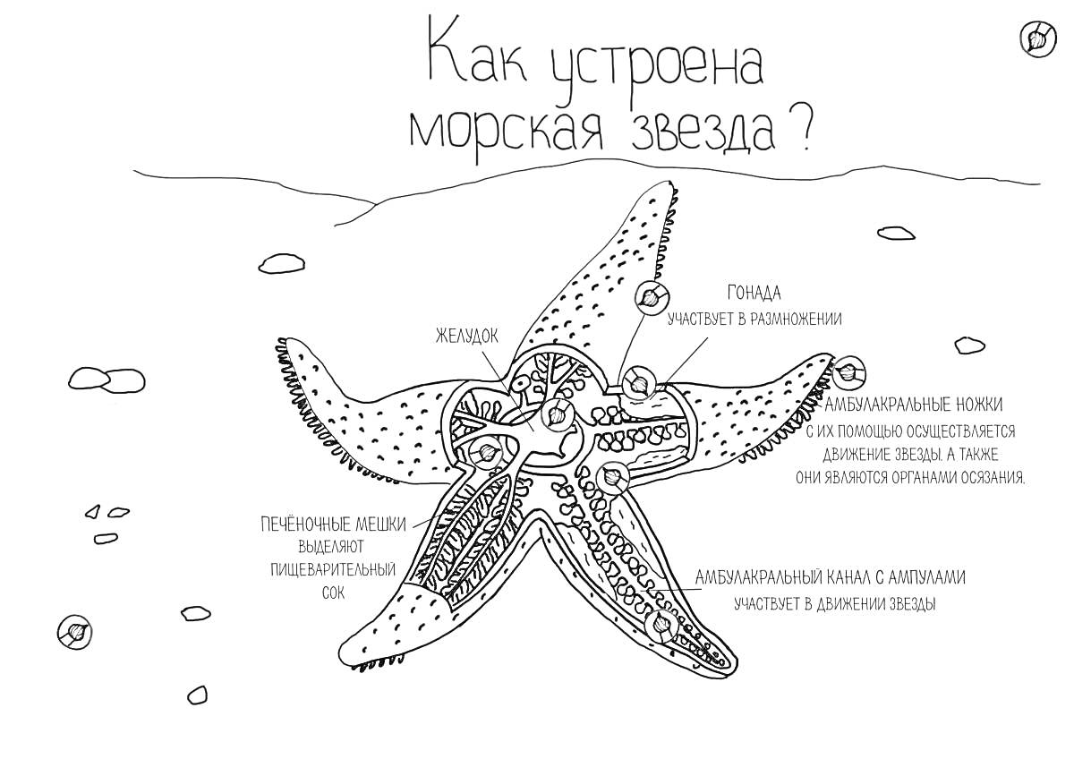 Раскраска Как устроена морская звезда? Левая часть рисунка включает такие элементы как рековая пластинка глаза ловушечные желоба. Ловушечные желоба, локомоторные ножки, желудок, ротовое отверстие. Метки с названиями всех этих элементов на русском языке.