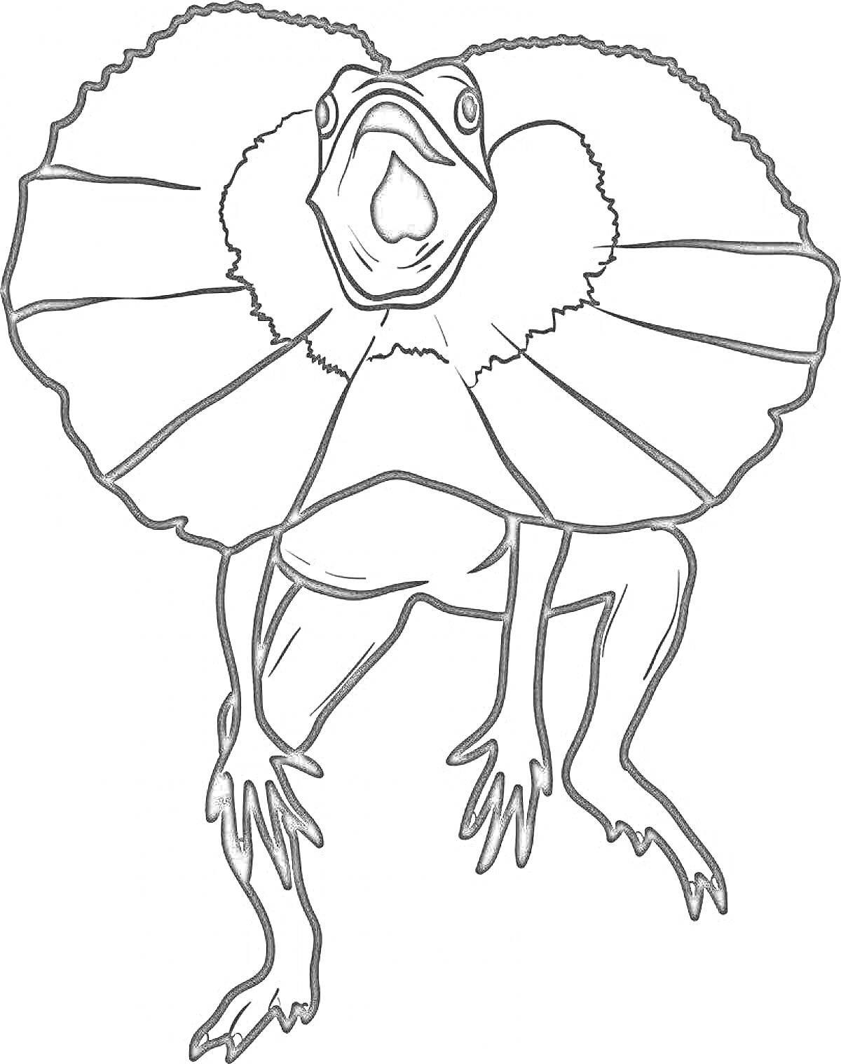 Раскраска Плащеносная ящерица с раскрытым воротником