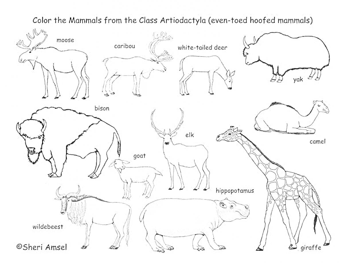 Раскраска Млекопитающие класса Артиодактили (парнокопытные млекопитающие) - лось, карибу, белохвостый олень, як, верблюд, жираф, бегемот, гну, бизон, коза, лось