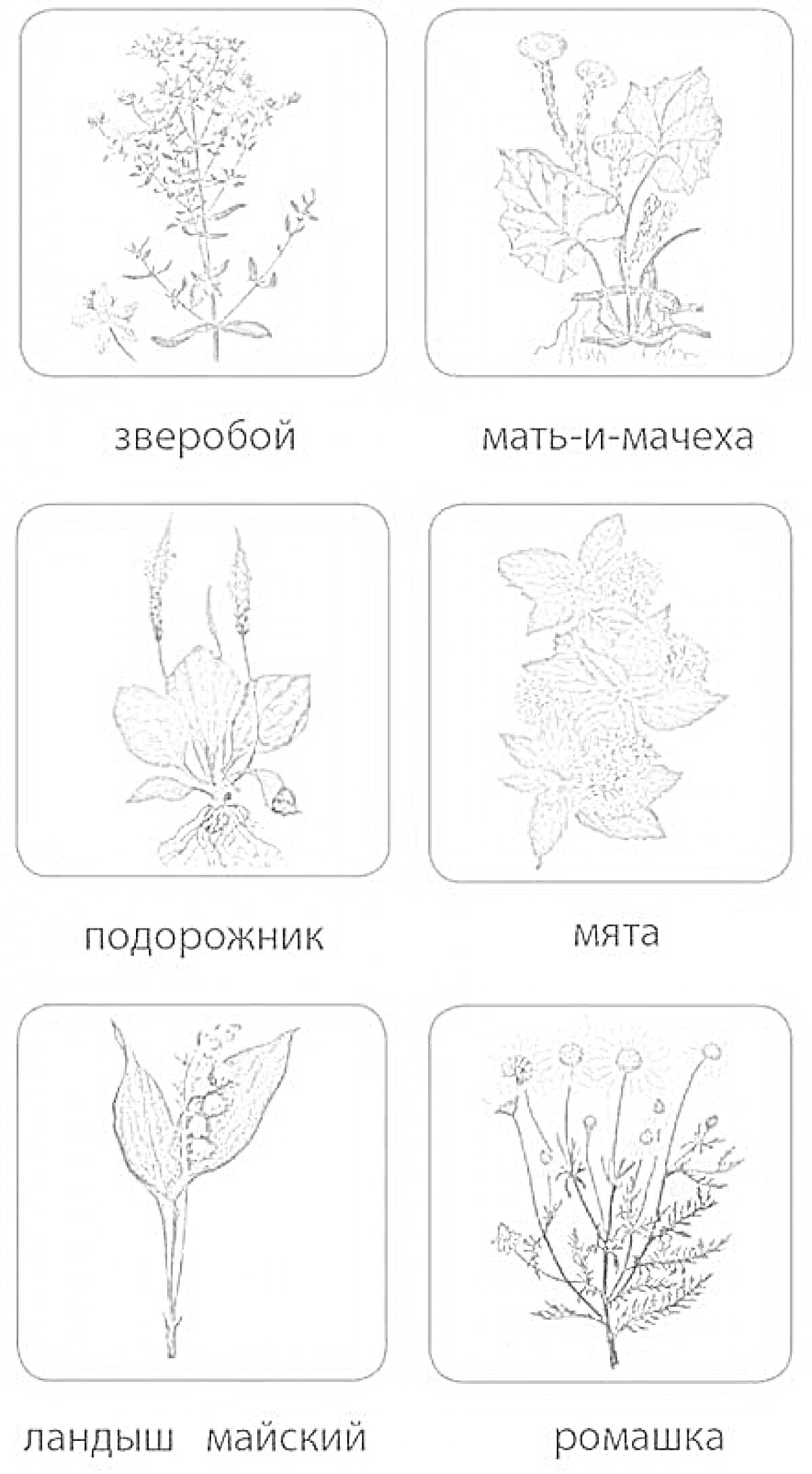 На раскраске изображено: Лекарственные растения, Зверобой, Трава, Мать-и-мачеха, Подорожник, Мята, Ромашка, Ботаника