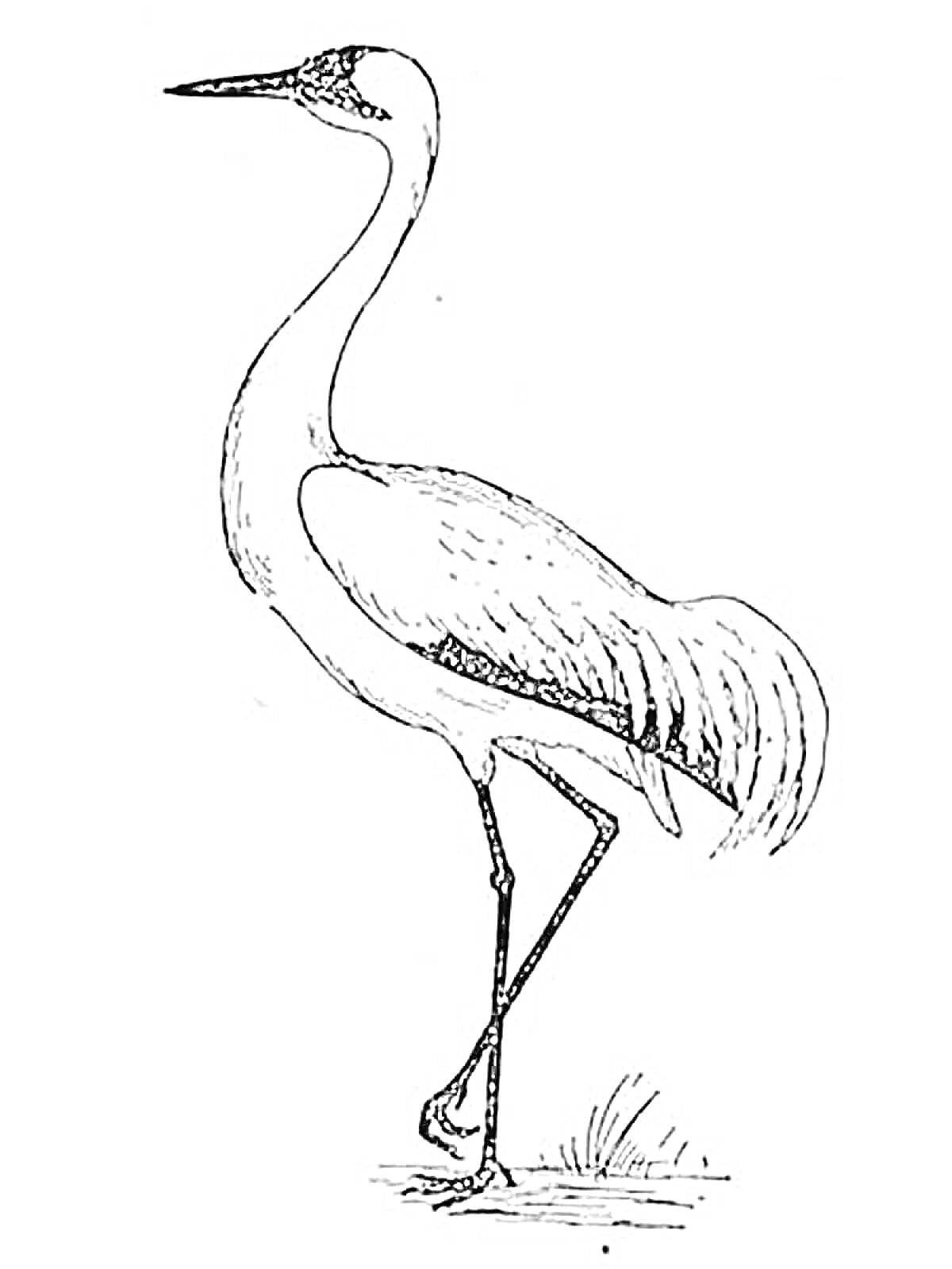 Раскраска Журавль, стоящий на одной ноге, с одним поднятым крылом