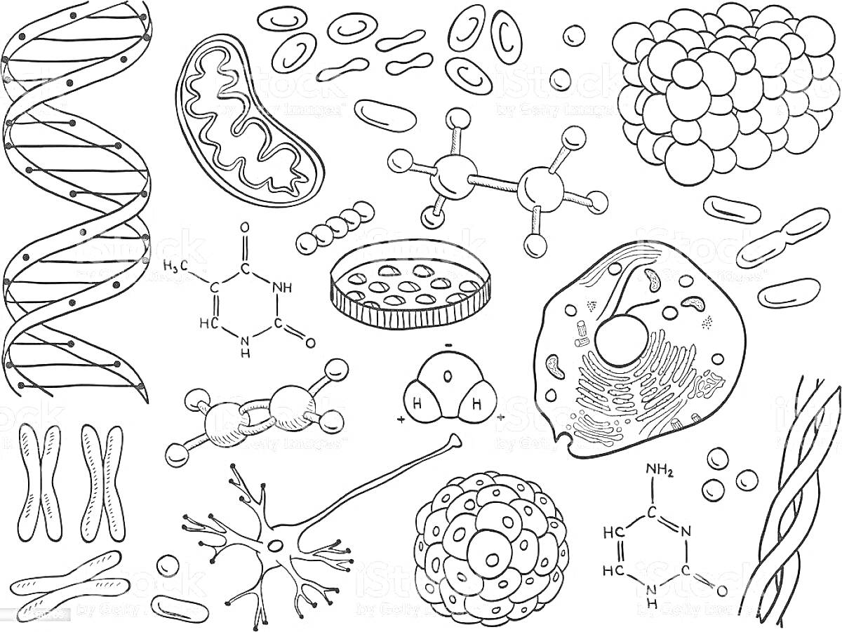 Раскраска ДНК, митохондрия, бактерии, клеточная мембрана, химические формулы (молекулы), клетка, органоиды, делящаяся клетка, нервная клетка (нейрон), хромосомы.