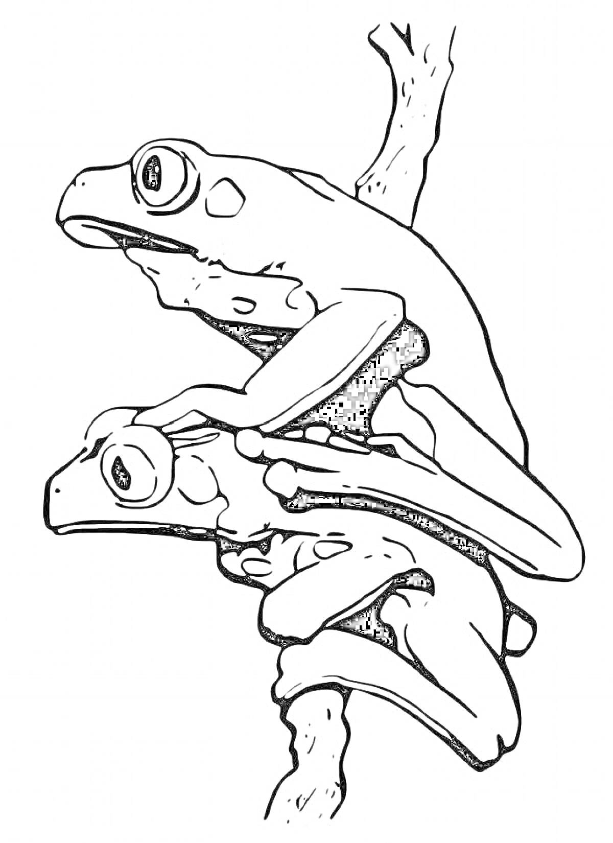 Раскраска Две лягушки, сидящие на ветке