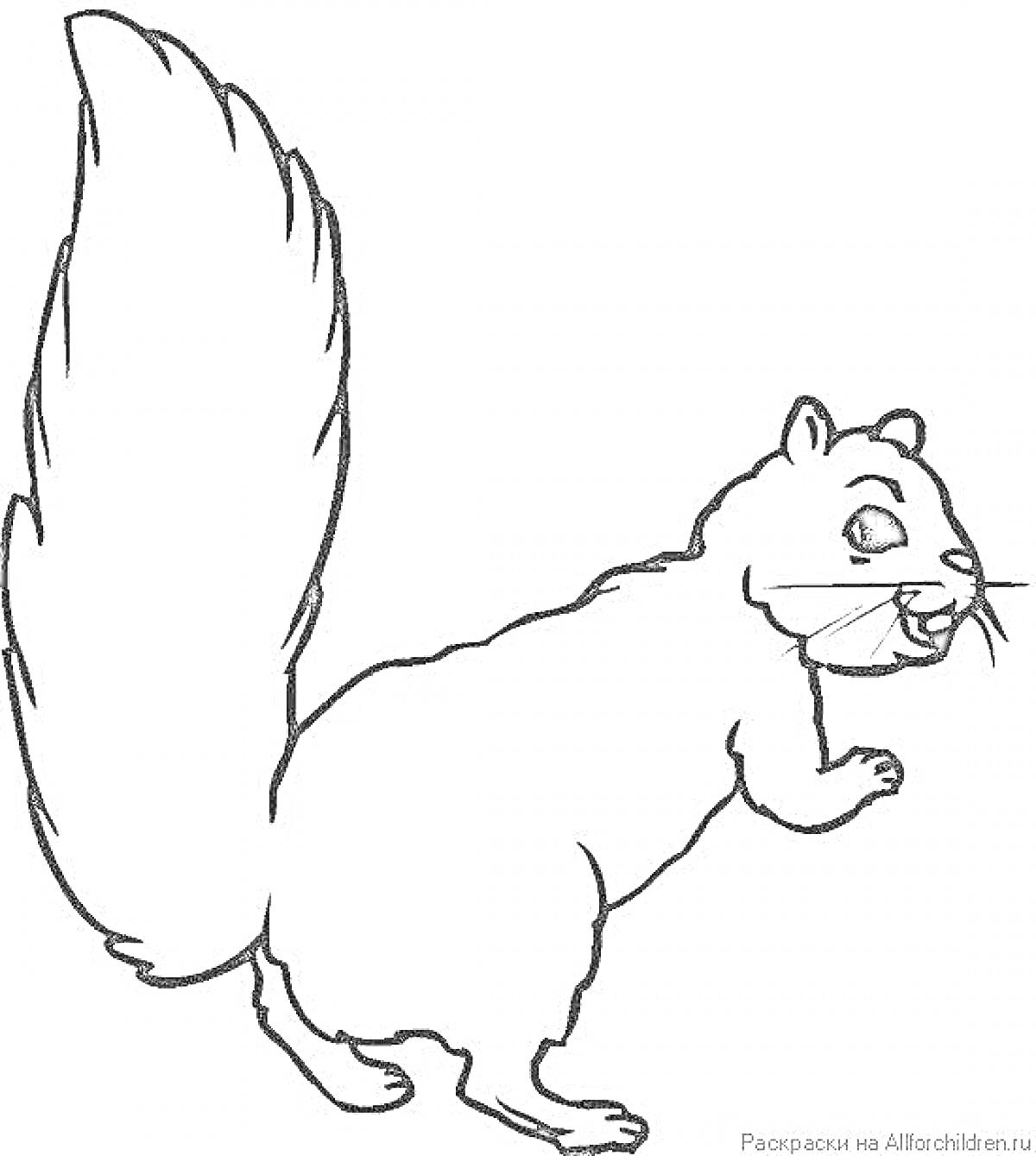 Раскраска Белка с пушистым хвостом
