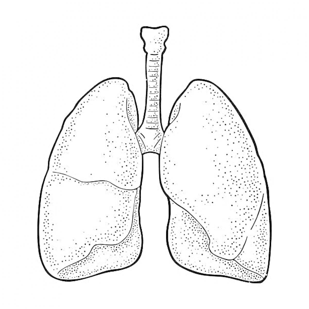 Раскраска Легкие человека с трахеей