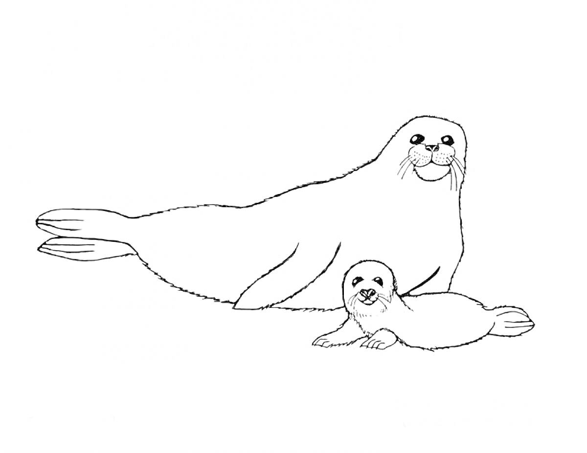 Раскраска Две антропоморфные тюлени на белом фоне