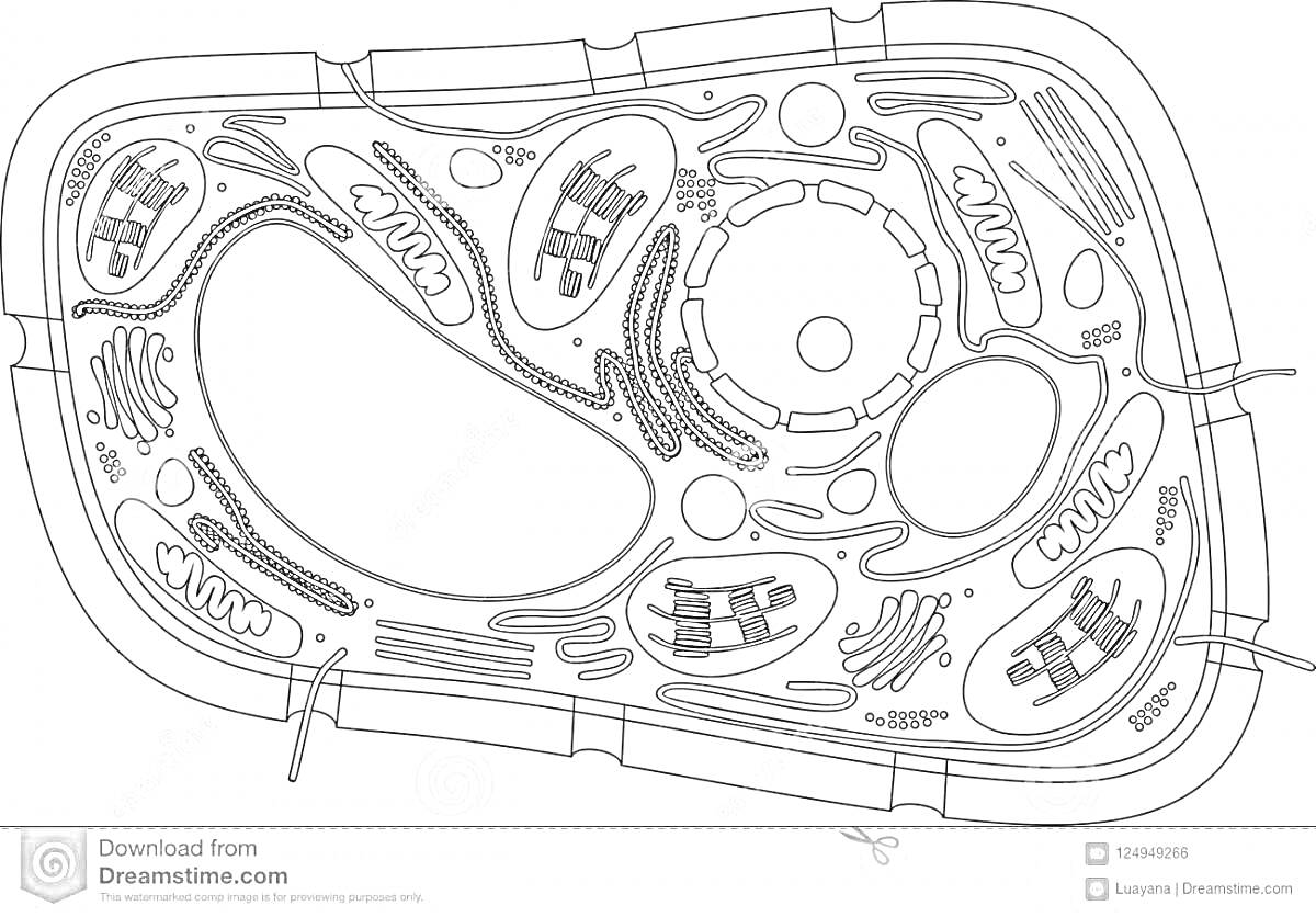 Растительная клетка с ядром, митохондриями, хлоропластами, рибосомами, вакуолью, цитоплазмой, плазматической мембраной, аппаратами Гольджи, эндоплазматической сетью