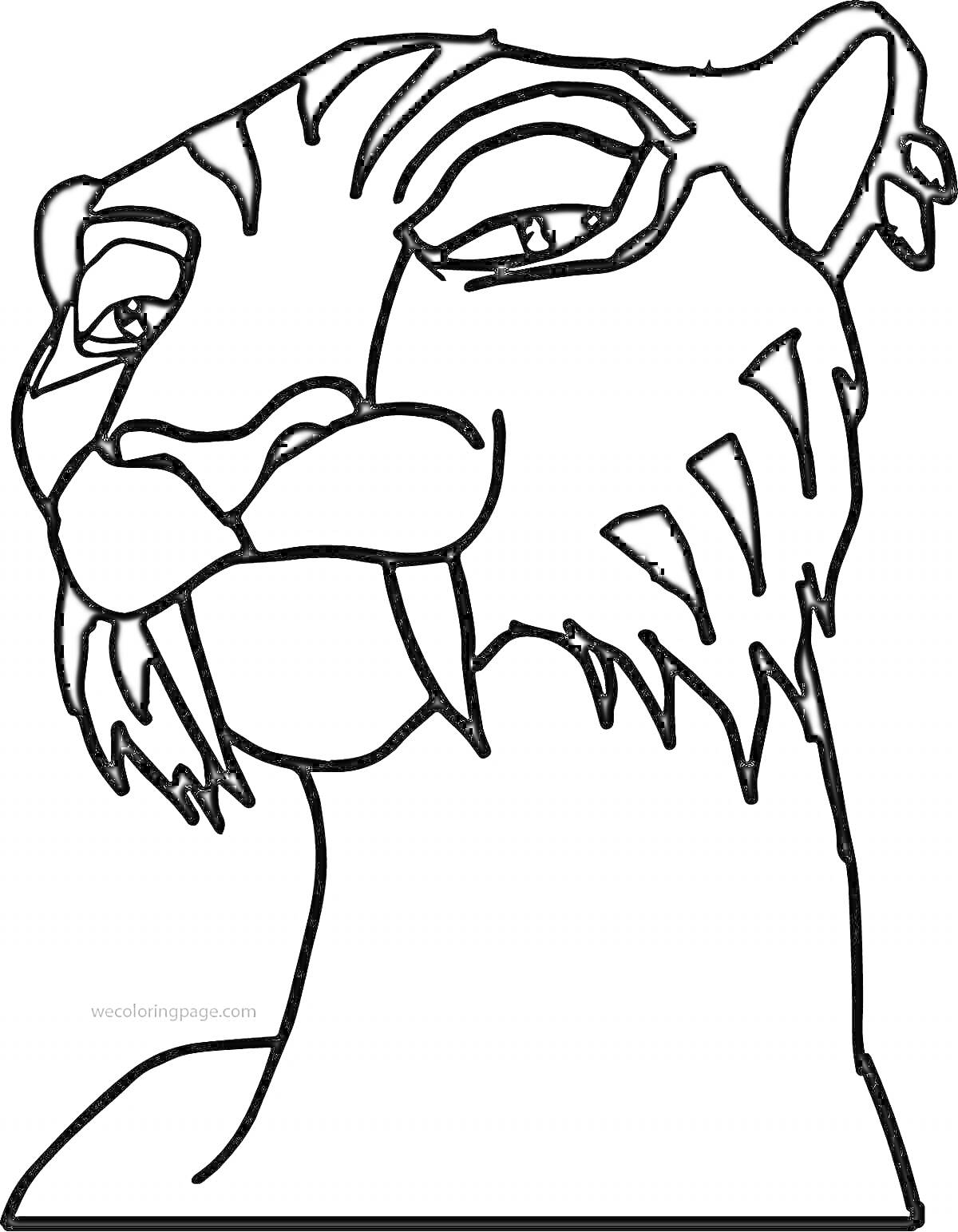 Раскраска Саблезубый тигр крупным планом с закрытым ртом