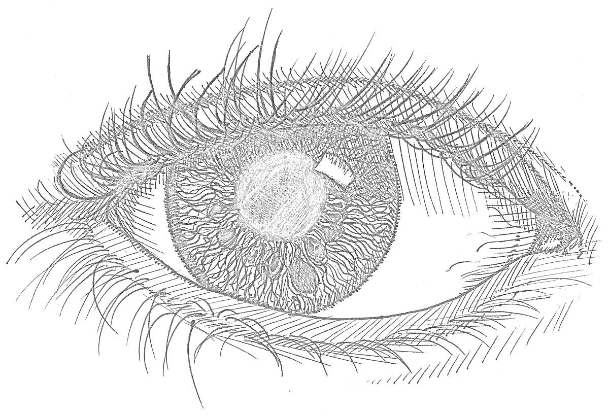 На раскраске изображено: Ресницы, Зрачок, Детали, Анатомия, Набросок