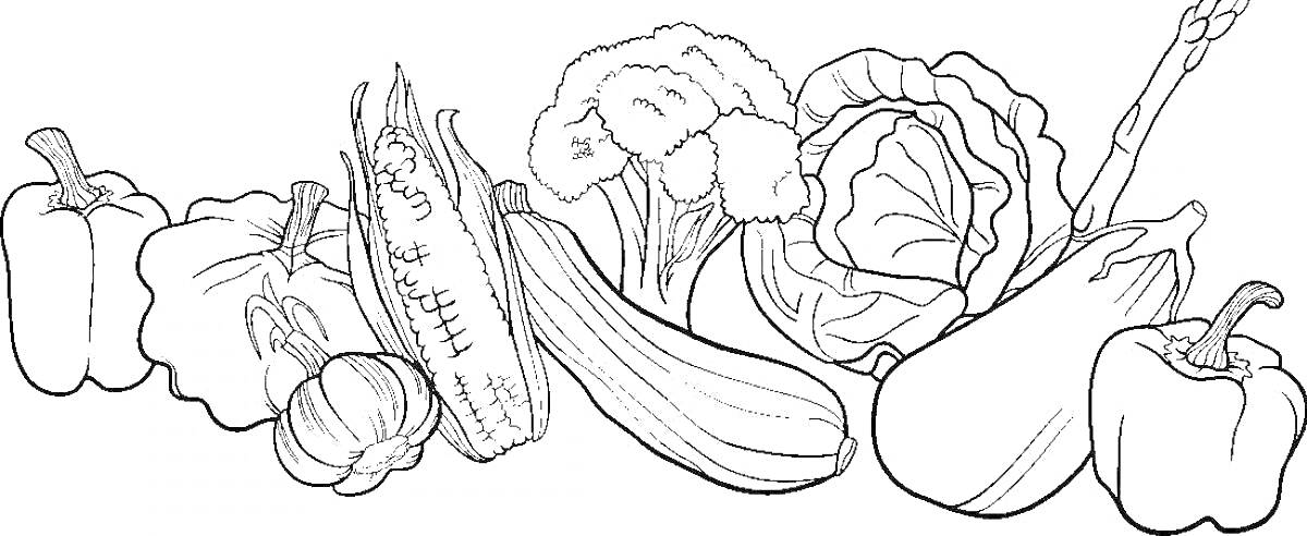На раскраске изображено: Овощи, Болгарский перец, Кукуруза, Цветная капуста, Кабачок, Капуста, Перец, Чеснок