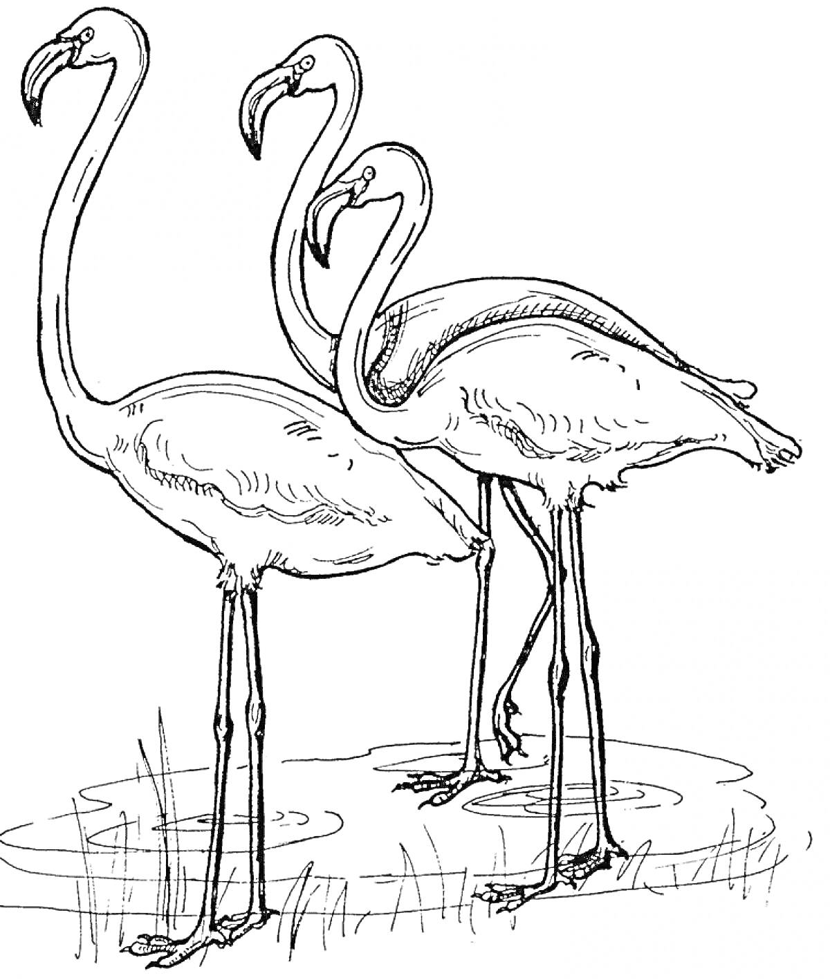 Раскраска Три фламинго на пруду с травой