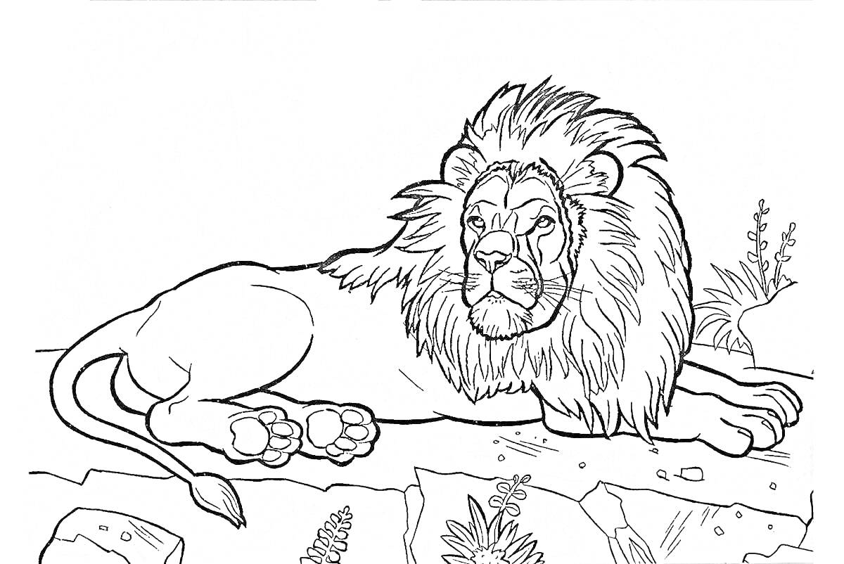 На раскраске изображено: Лев, Дикие животные, Камни, Растения, Хищники, 6-7 лет