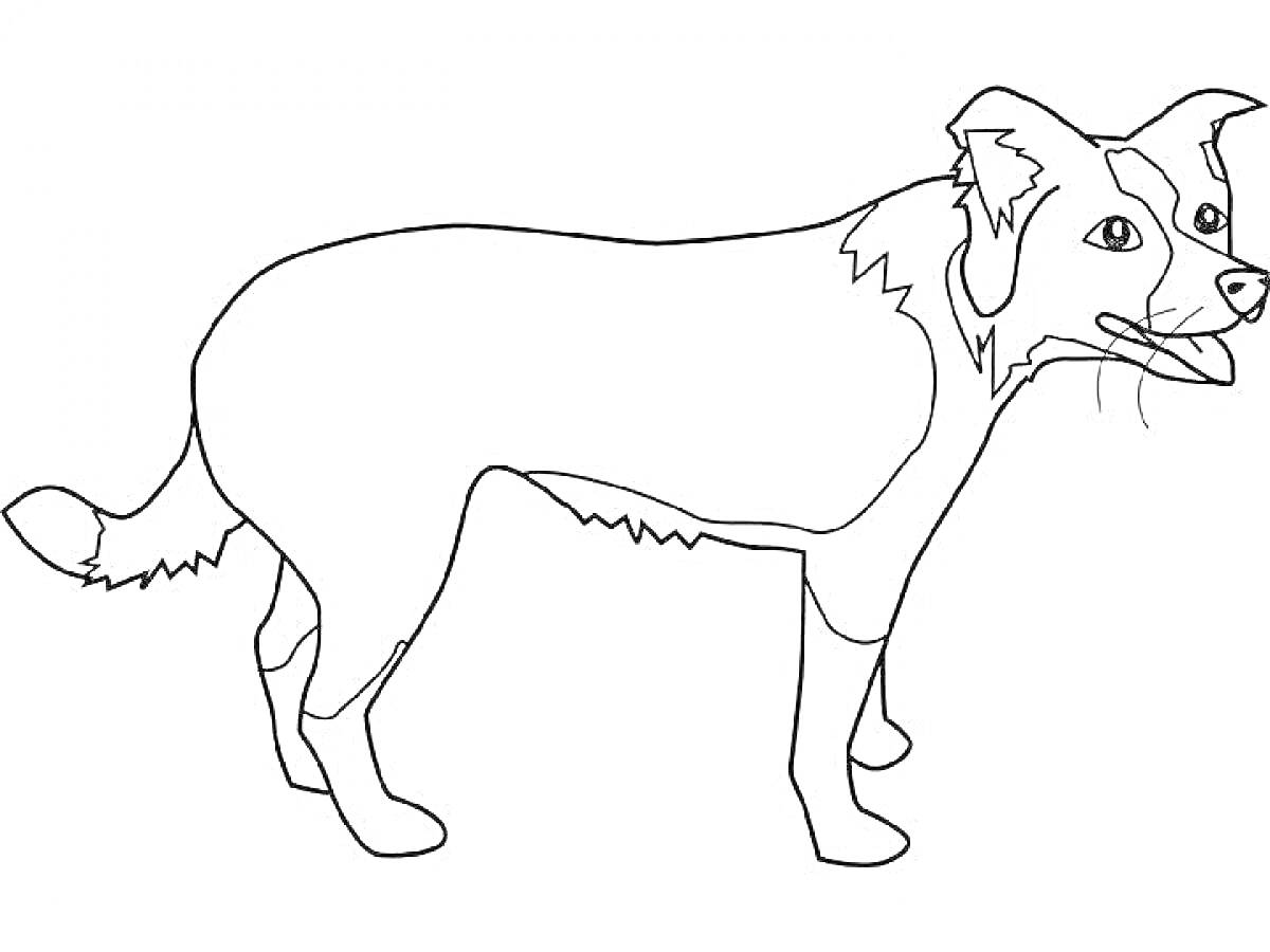 Раскраска Реалистичная собака с хвостом, ушами и глазами, стоящая на четырех лапах
