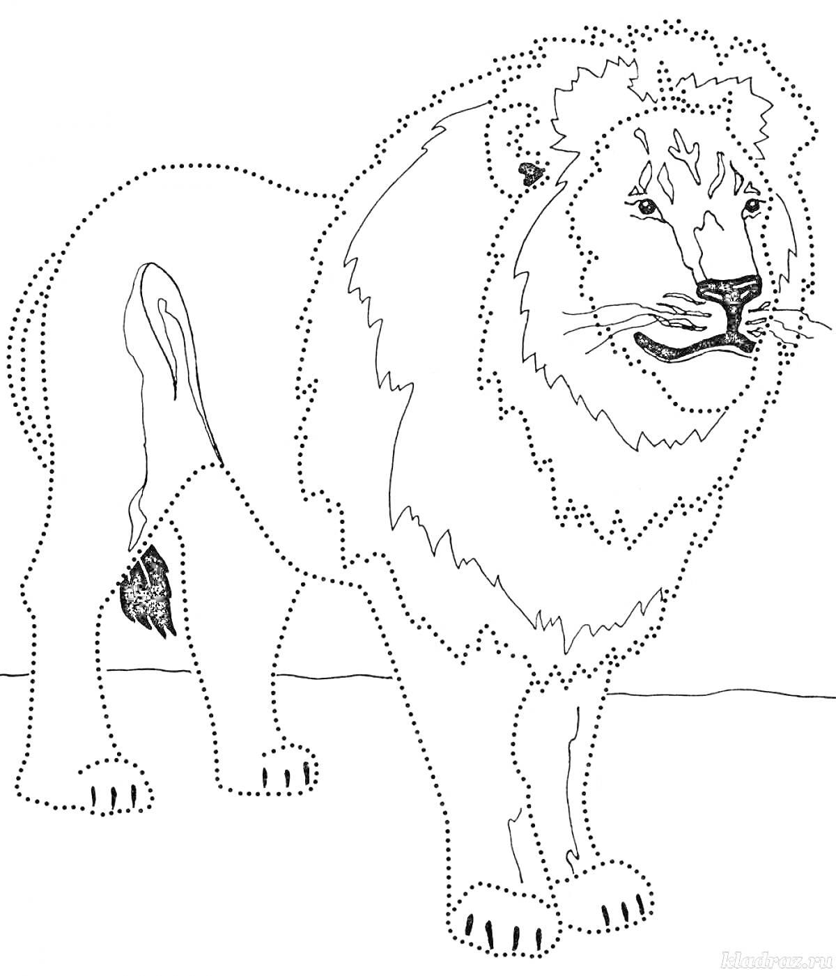 Раскраска Лев, контурное изображение для раскраски