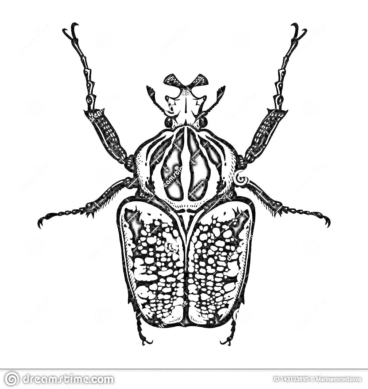 Раскраска Черно-белый жук с узорчатой спиной и длинными усиками