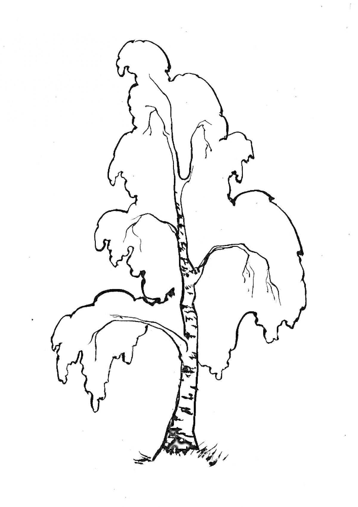 Раскраска Береза с листьями и стволом, стоящая на траве
