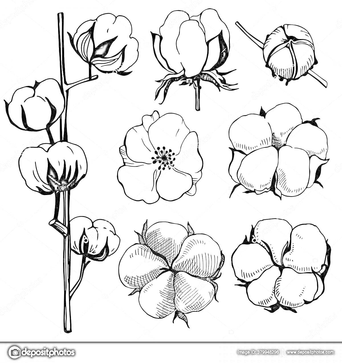 Раскраска Хлопок - ветка с коробочками хлопка, отдельные коробочки хлопка, цветок хлопка
