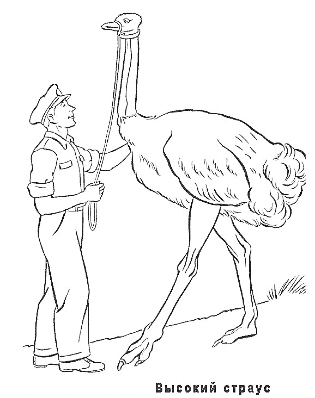 Человек в форме держит высокого страуса на поводке