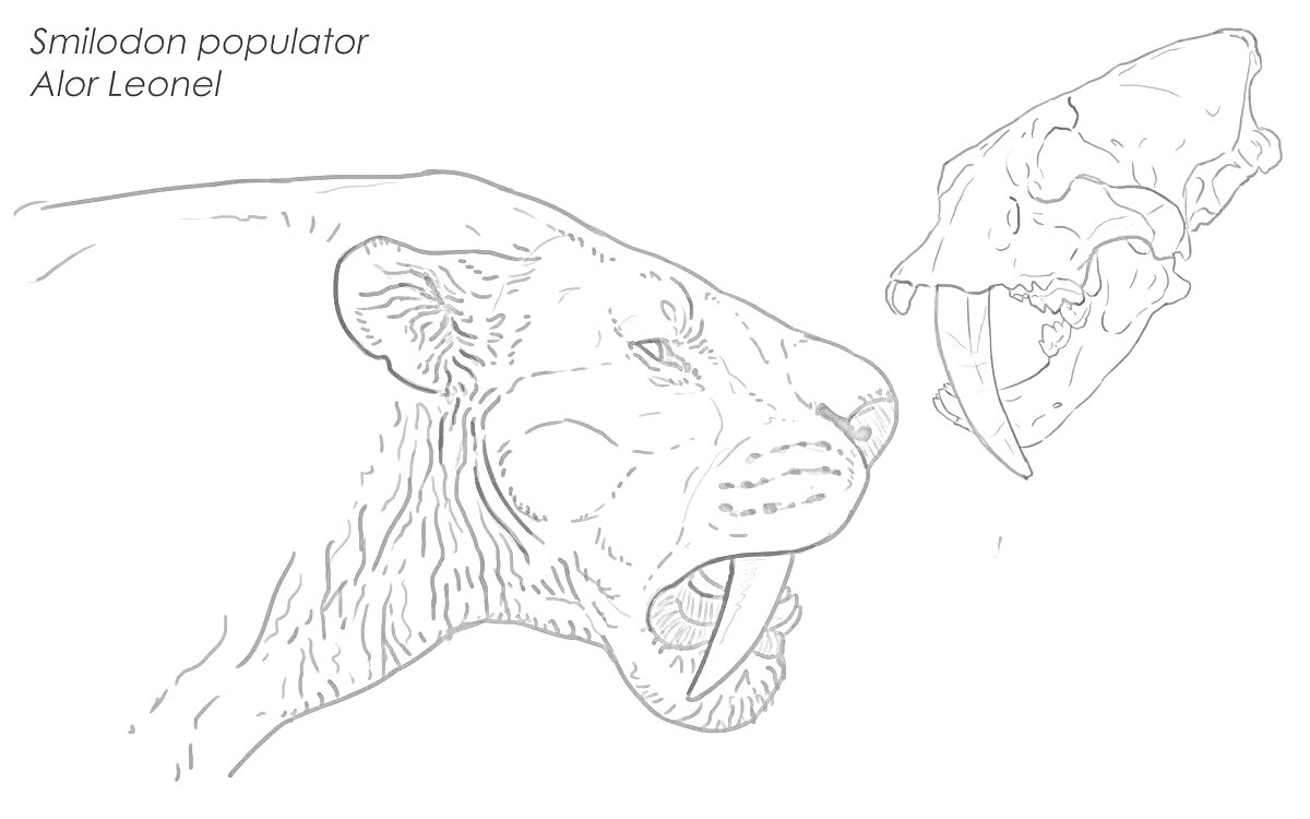 Раскраска Смилодон популятор, голова смилодона, череп смилодона