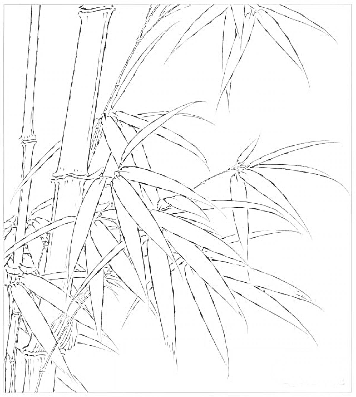 Раскраска Бамбук с длинными узкими листьями и стеблями