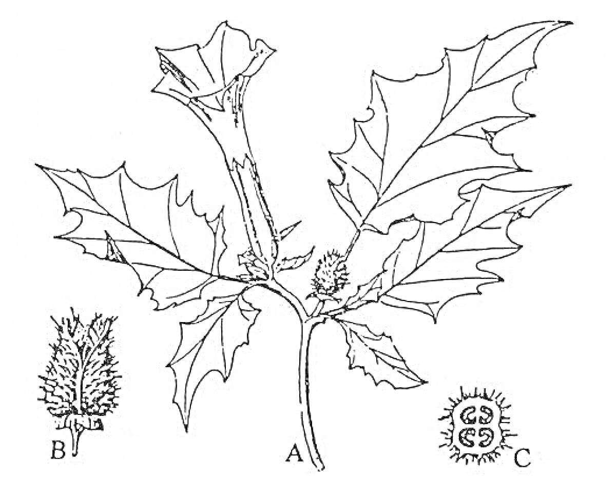 Раскраска Листья дурмана с цветком, плодом и семенами