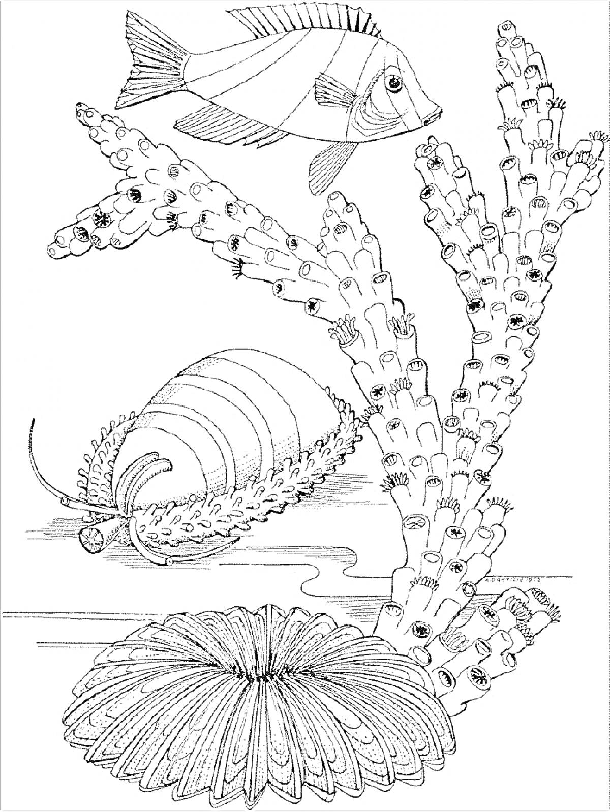 На раскраске изображено: Подводный мир, Рыба, Кораллы, Раковина, Океаны, Морские животные