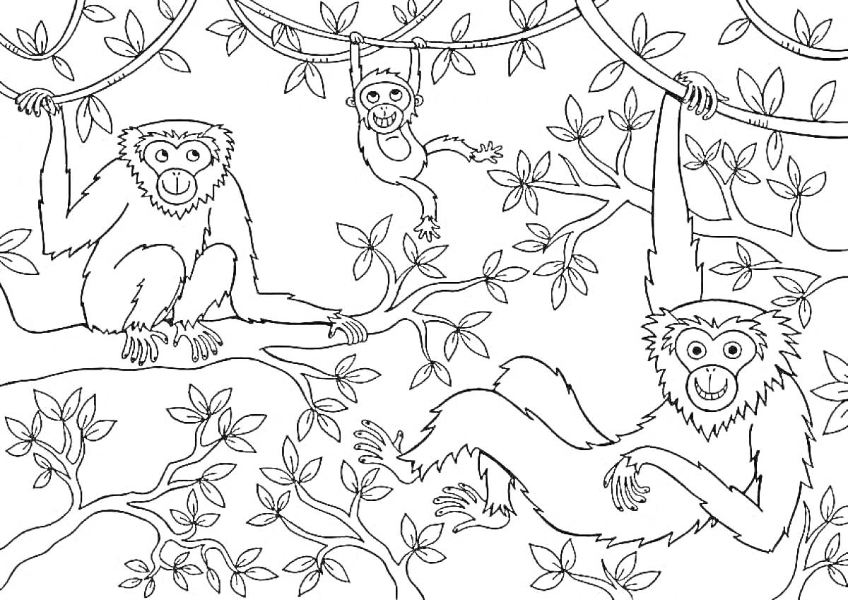 На раскраске изображено: Джунгли, Обезьяны, Деревья, Листья