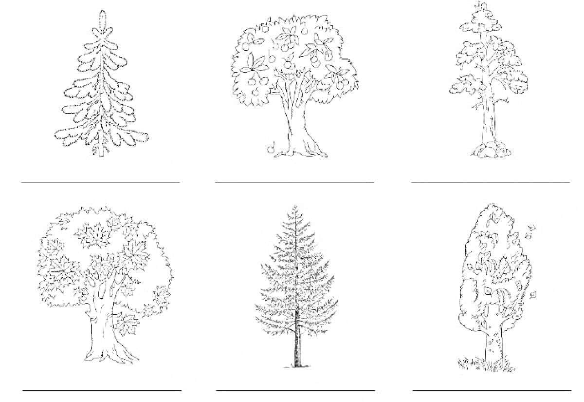 Раскраска Раскраска с хвойными деревьями и лиственными деревьями, 6 различных деревьев
