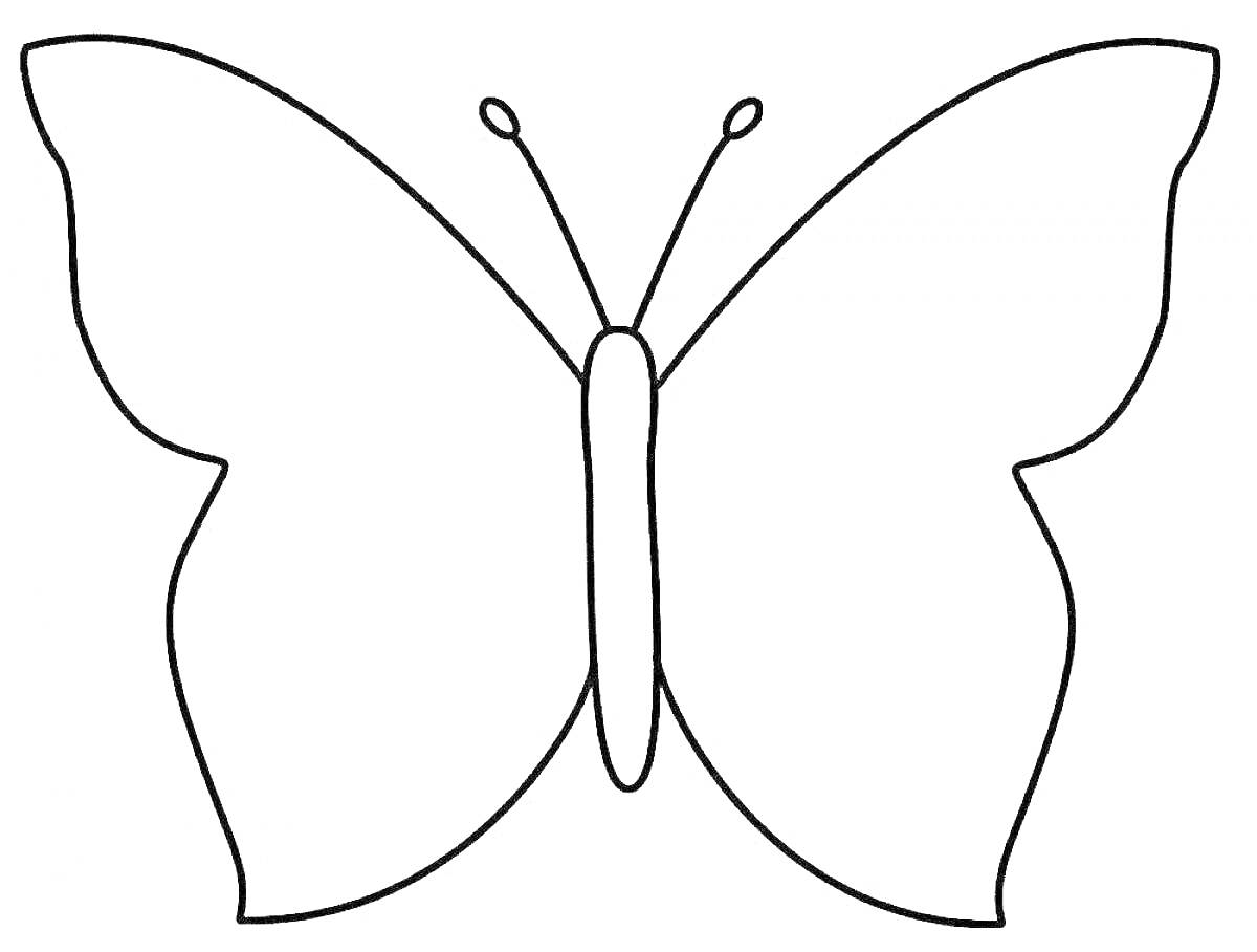Раскраска Контур бабочки с антеннами и крыльями