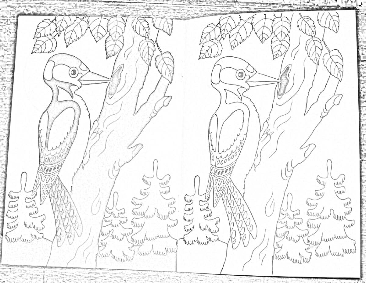 Раскраска Дятел на дереве в лесу: полностью раскрашенный дятел на стволе дерева и аналогичная черно-белая версия для раскрашивания, с хвойными деревьями на фоне