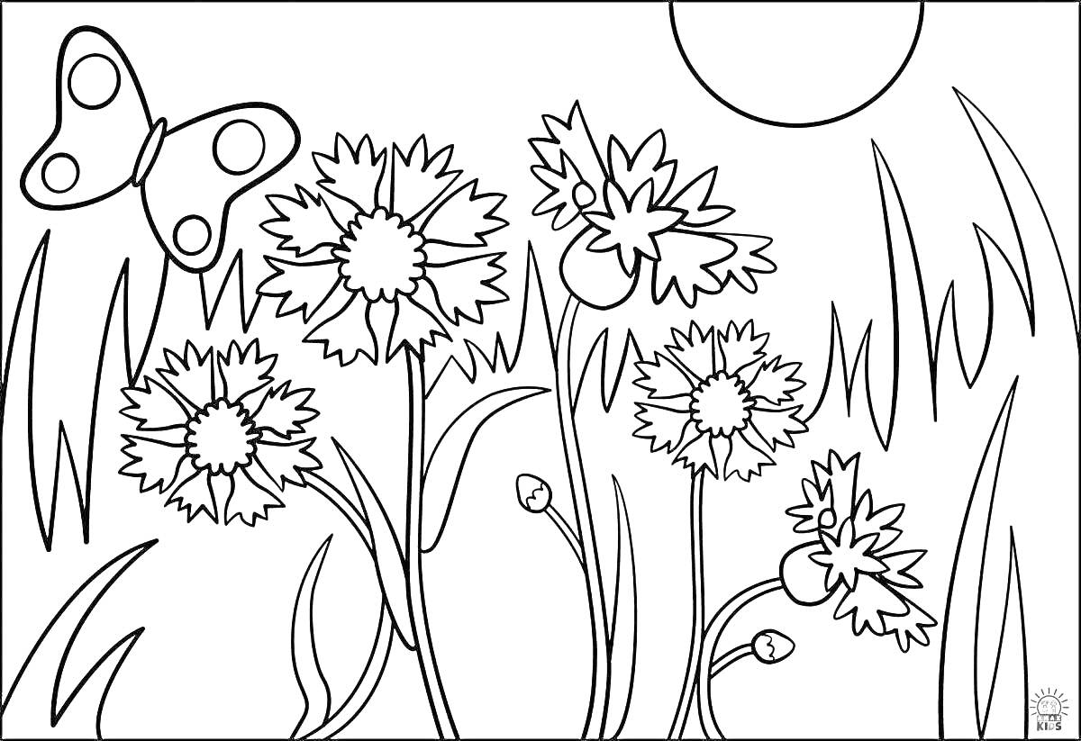 На раскраске изображено: Василёк, Цветы, Бабочка, Солнце, Луг, Трава, Для детей, Природа, Лето