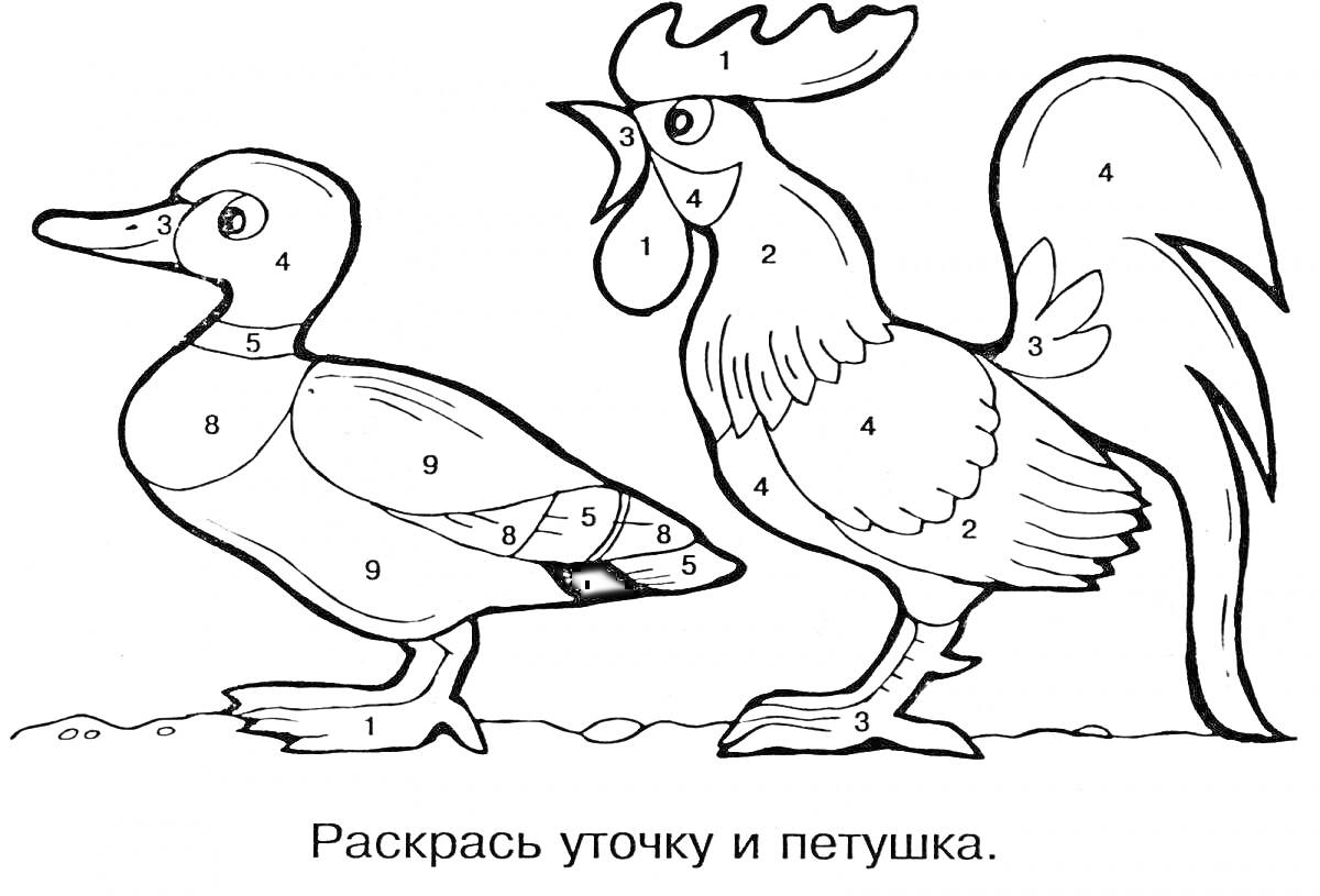 На раскраске изображено: Домашние птицы, Утка, Петух, 4-5 лет, Творчество, Обучение, Задания для детей