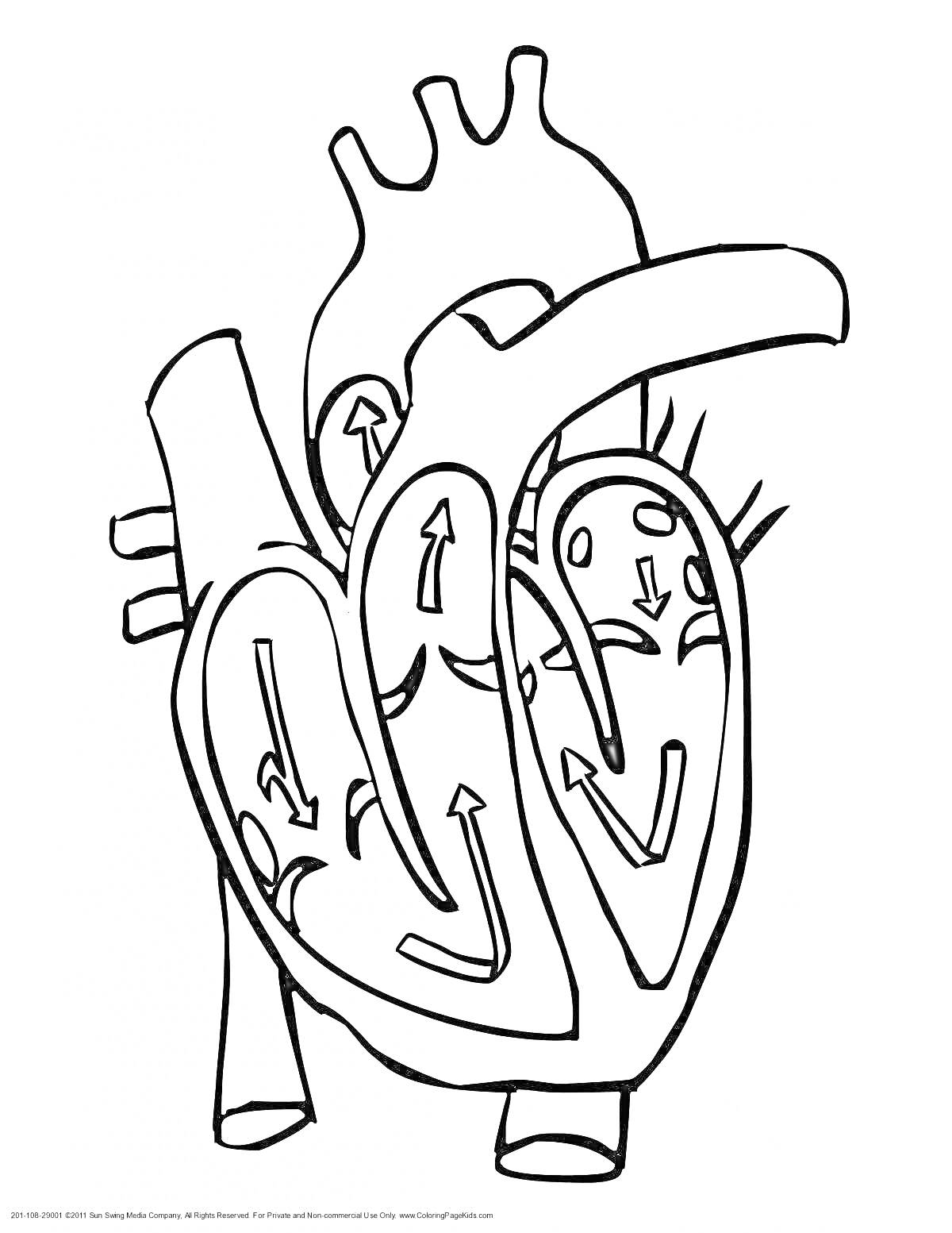 Раскраска Анатомическое строение сердца с указанием направлений кровотока