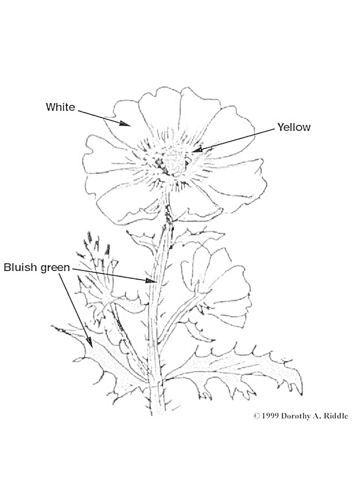 Раскраска Цветок с элементами белый, желтый, зеленовато-синий, лист, стебель, лепесток