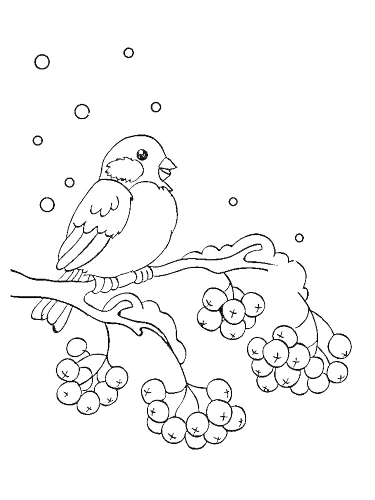 На раскраске изображено: Снегирь, Ветка, Рябина, Ягоды, Снег, Зима, Природа, Птица