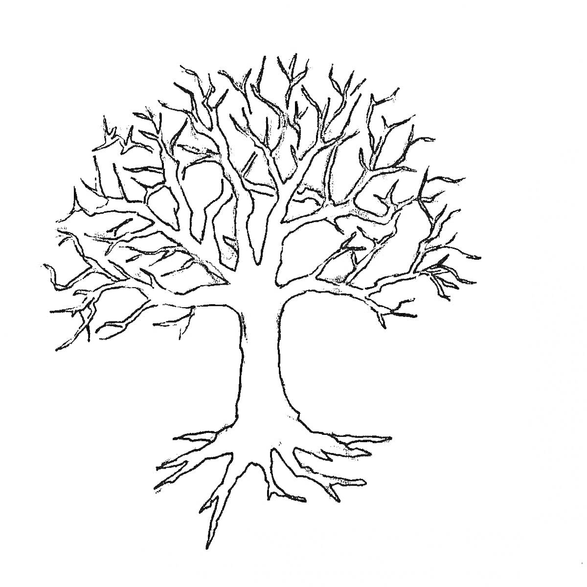 Раскраска Дерево без листьев с ветвями и корнями
