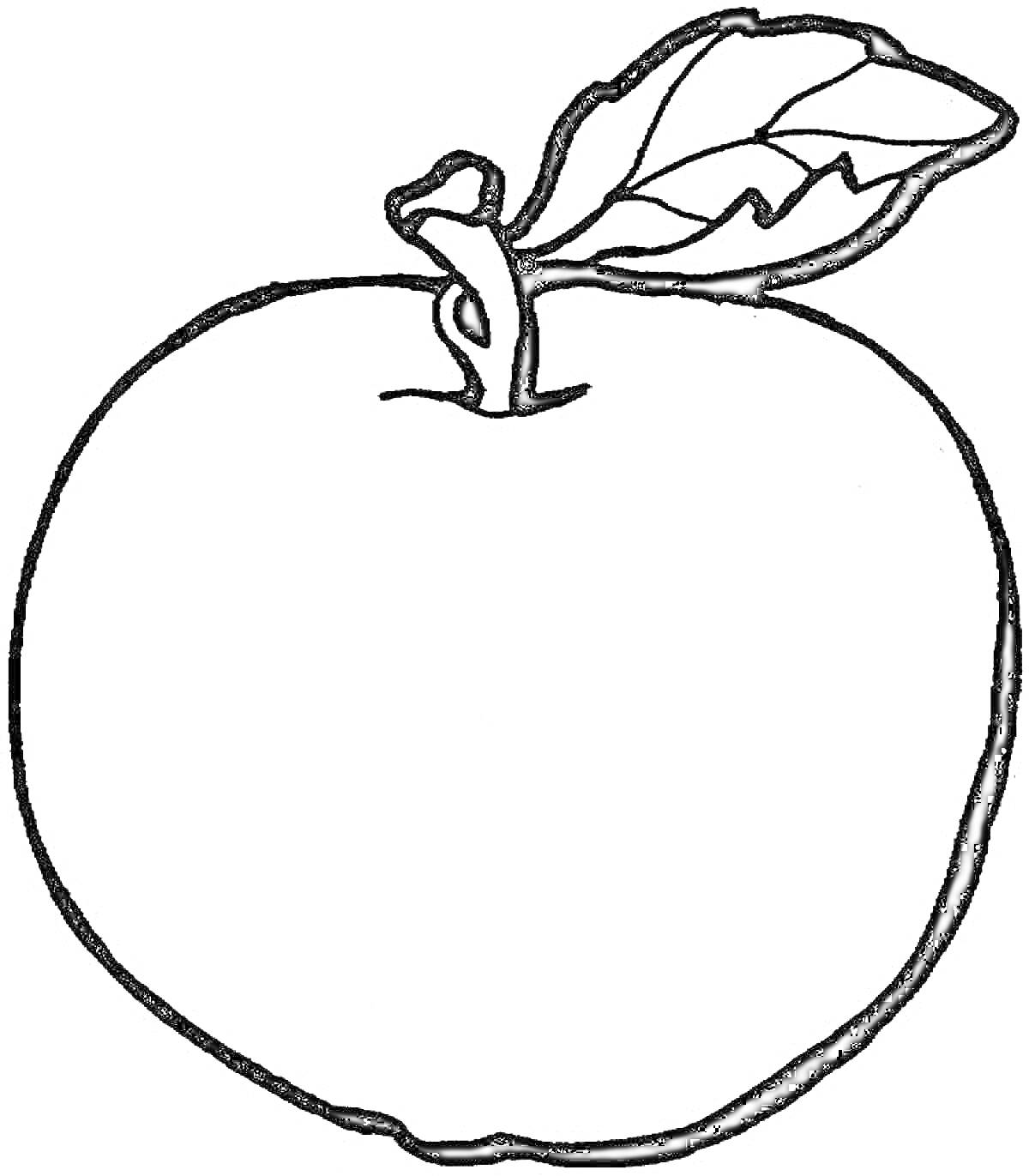 Раскраска Яблоко с листом