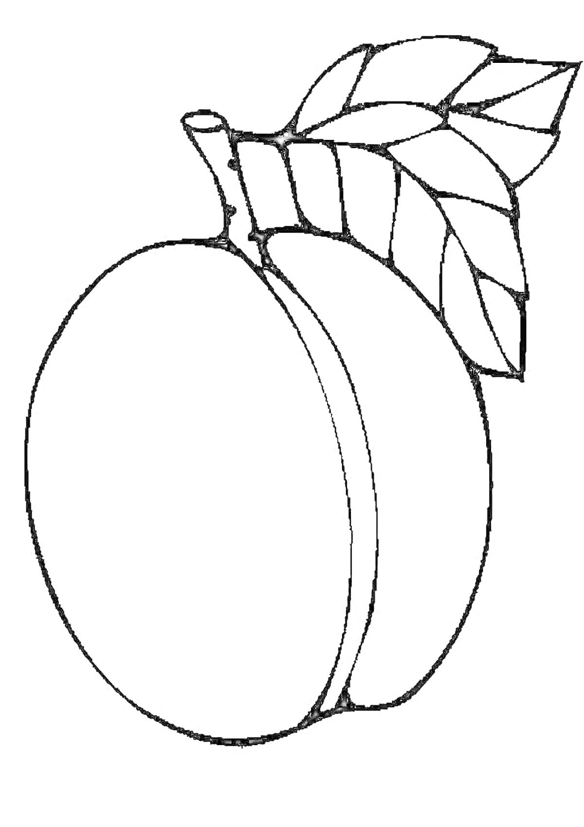 Раскраска Абрикос с веточкой и листьями для раскрашивания
