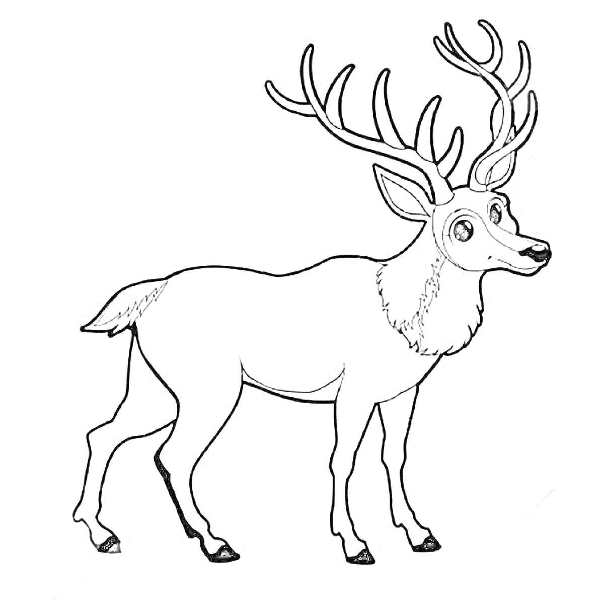 Раскраска олень с ветвистыми рогами