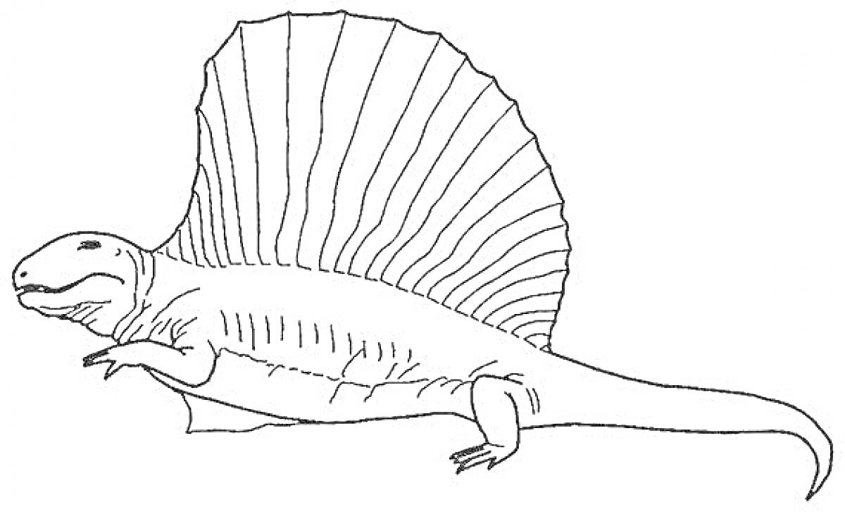Раскраска Диметродон с большим спинным парусом, стоящий на четвереньках