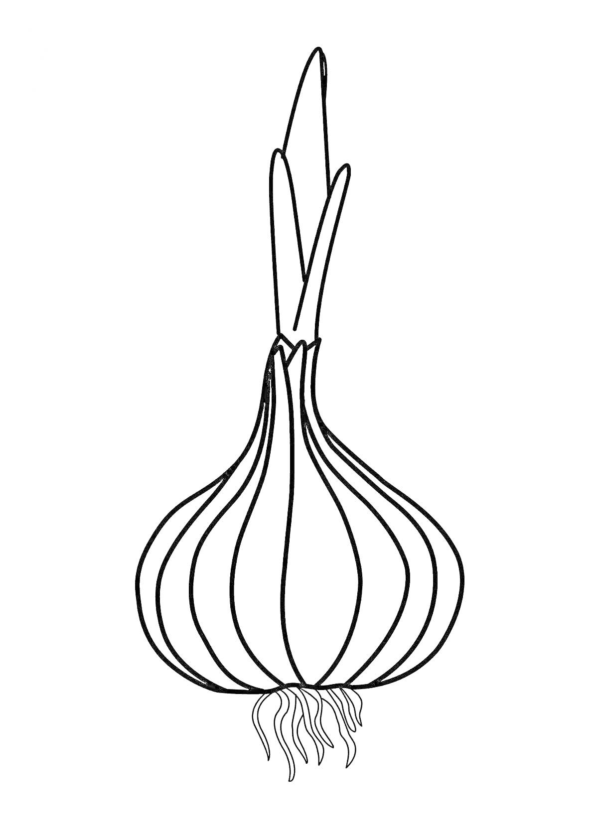 Раскраска Лук зеленый с луковицей и корнями, без фона