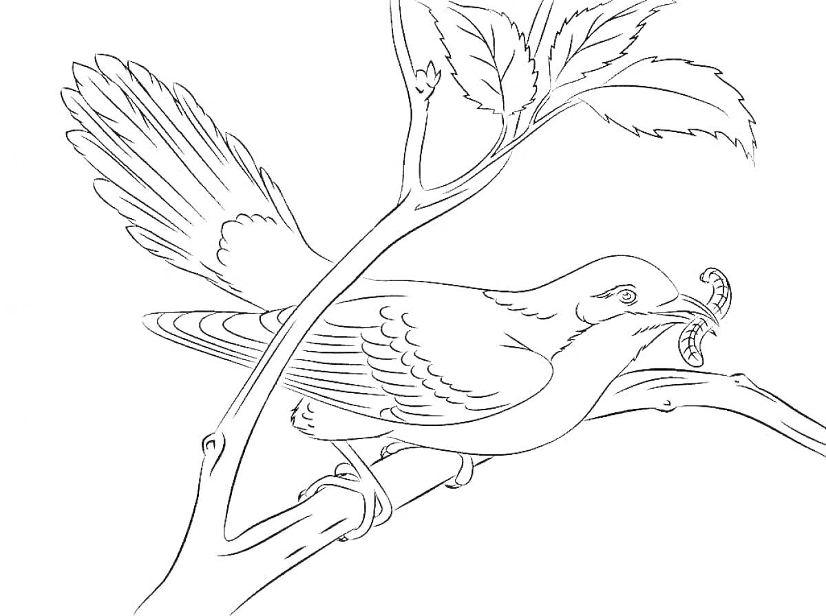 На раскраске изображено: Кукушка, Ветка, Листья, Птица, Природа