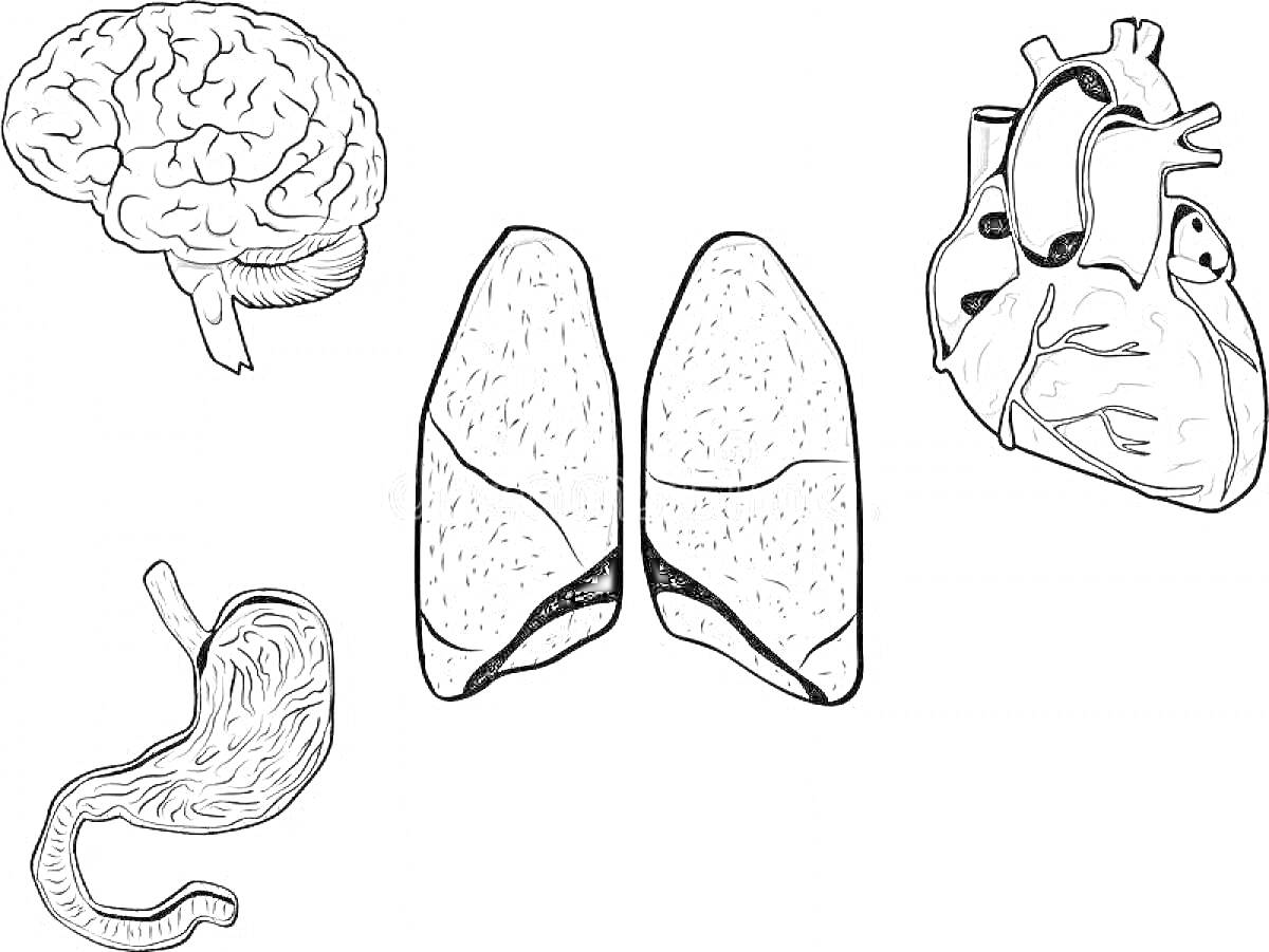 Раскраска Внутреннее строение человека: мозг, сердце, легкие, желудок