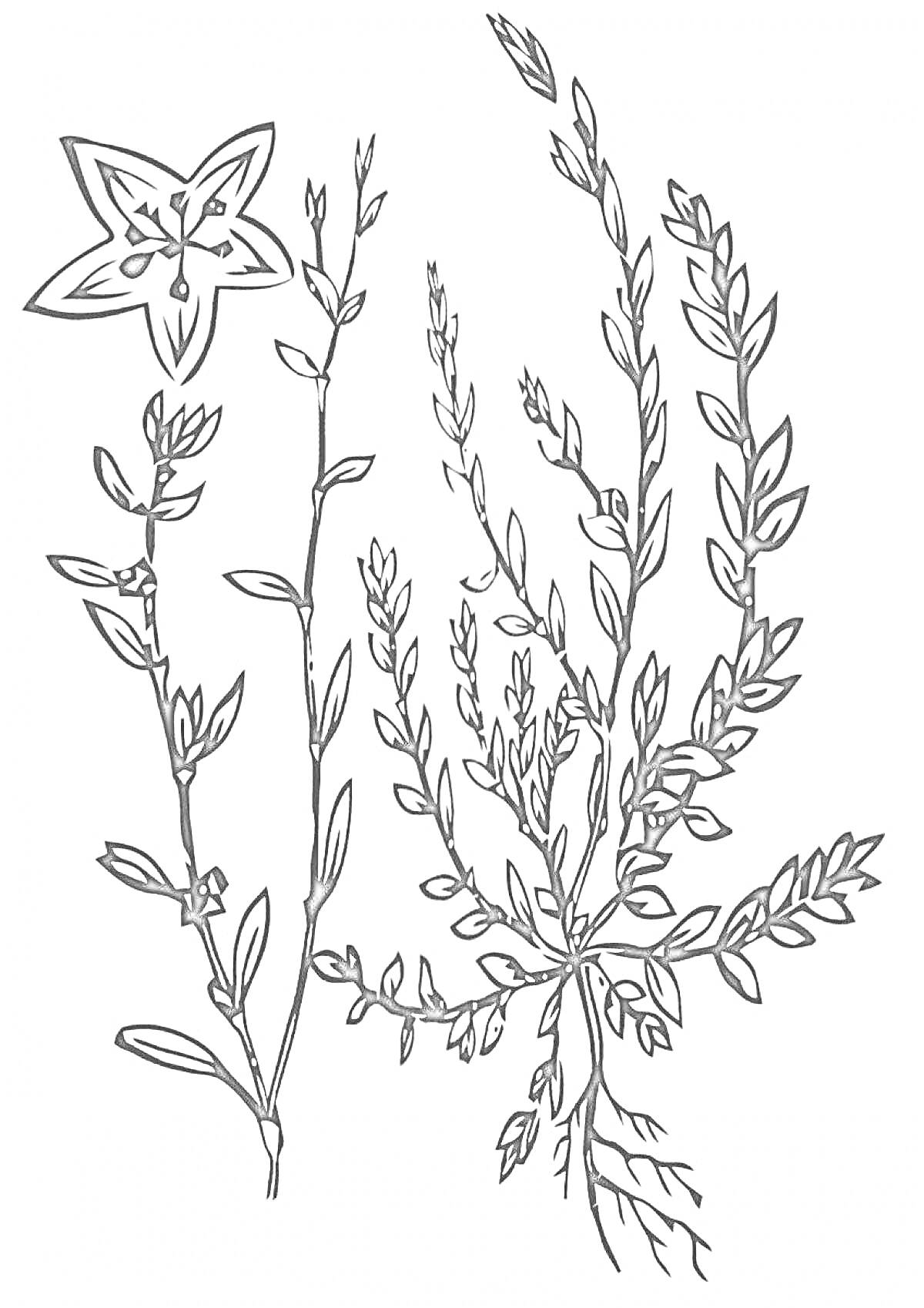 На раскраске изображено: Лен, Ботаника, Листья, Стебель, Цветы, Растения